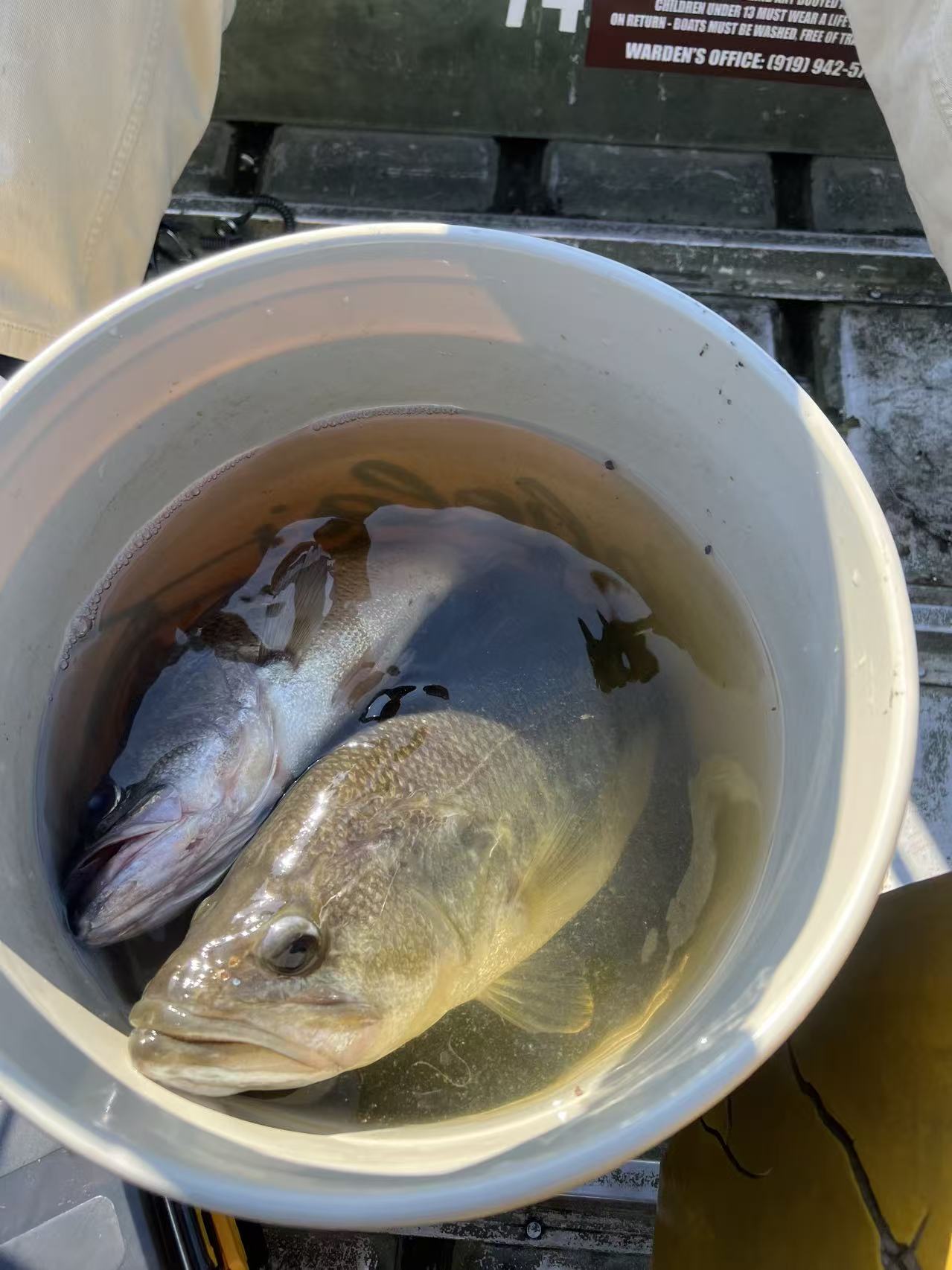 Two fish in a bucket aboard a fishing boat