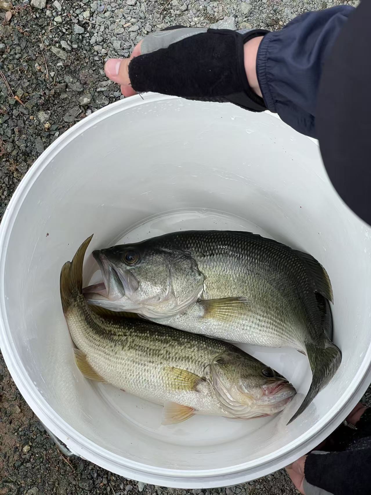 Two bass in a white fishing bucket