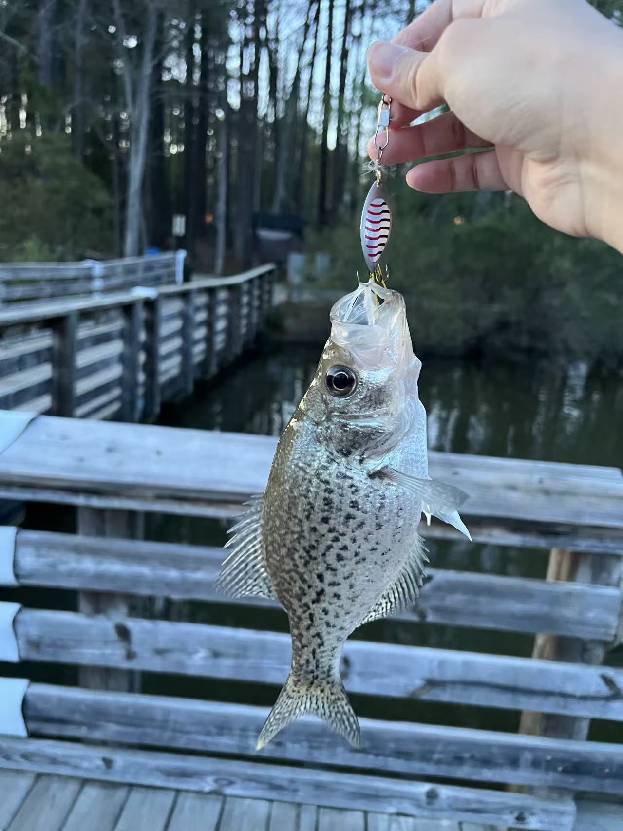 Crappie caught on a striped spinner